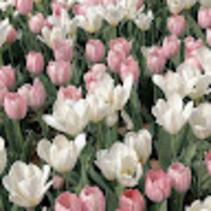 Meet your Posher, Olivera